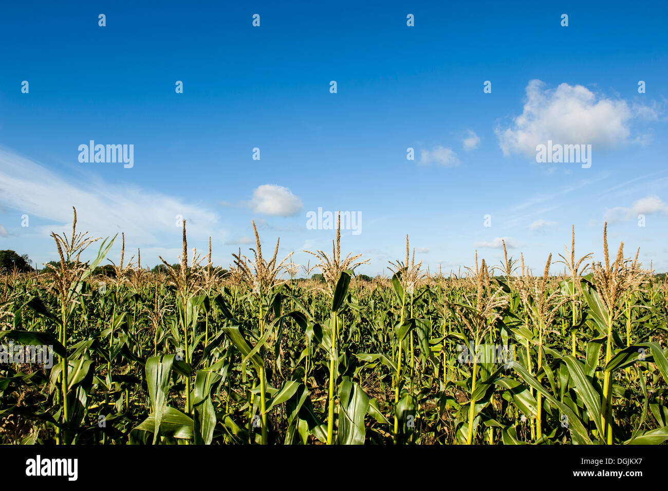 A field of sweet corn growing under a bright, sunny sky.Farming farmland.crop. Stock Photo