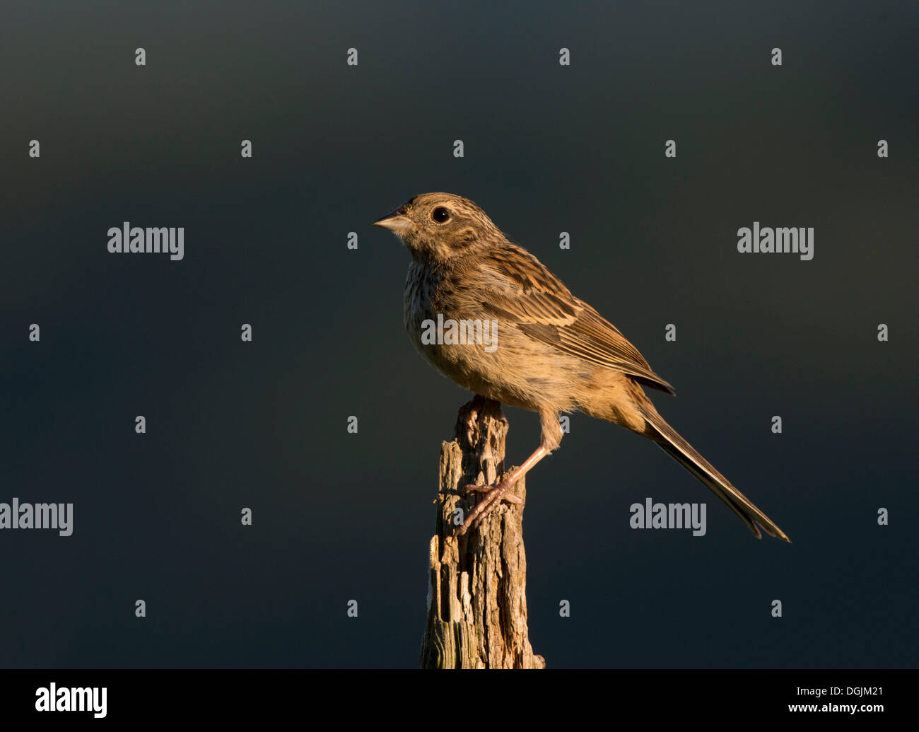 Rock Bunting (Emberiza cia) Stock Photo