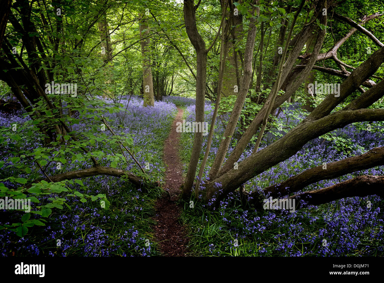 Bluebells in an Essex woodland. Stock Photo