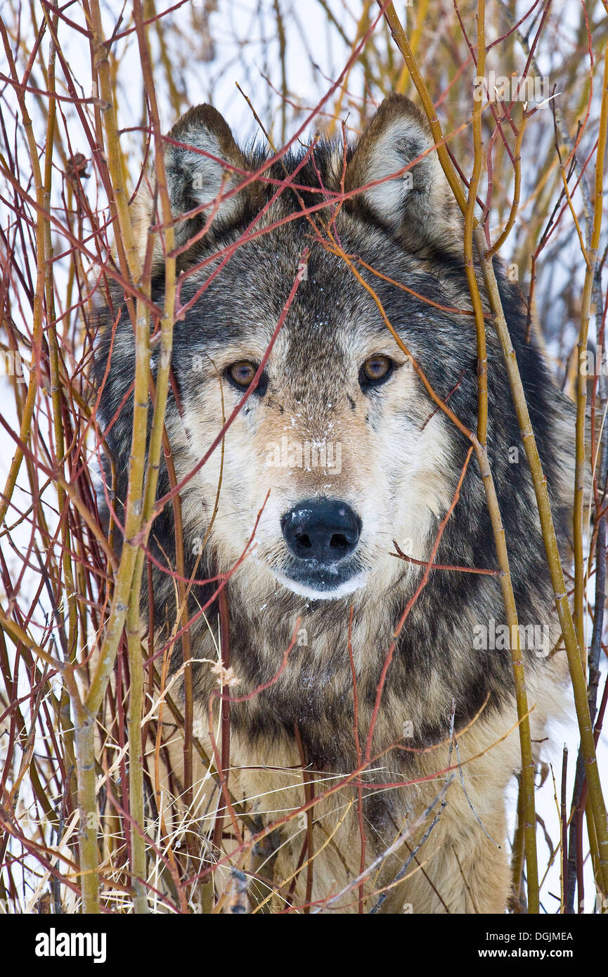 Male Gray Wolf stare (Canis lupus) Grey Wolf Portrait peeking out from red osier dogwood (Cornus sericea), Montana, USA. Stock Photo