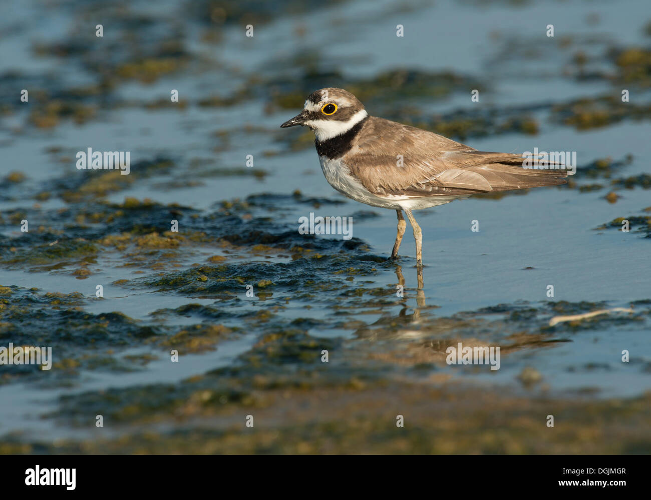 Little Ringed Plover (Charadrius dubius), Lesbos, North Aegean, Greece  Stock Photo - Alamy