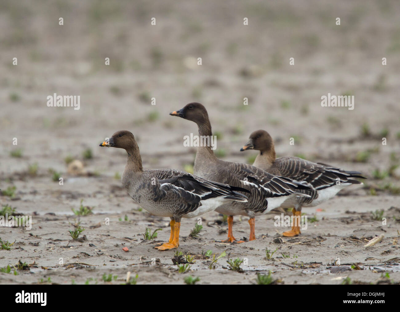 Bean Goose (Anser fabalis), Texel, The Netherlands Stock Photo