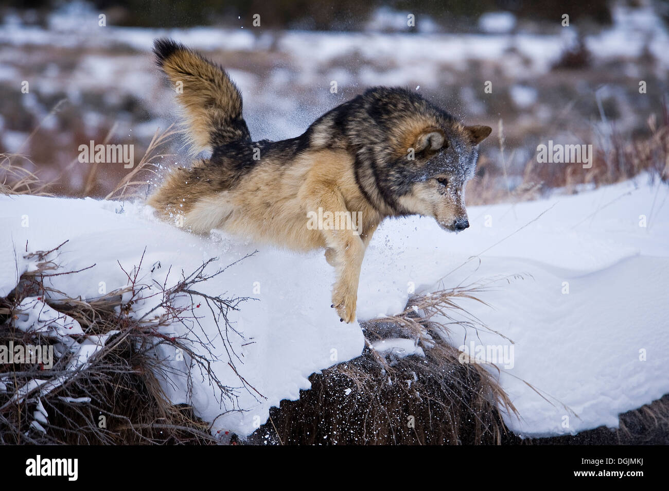 Male Gray Wolf (Canis lupus) Grey Wolf leaping from creek bank in fresh falling snow, Montana, USA. Stock Photo