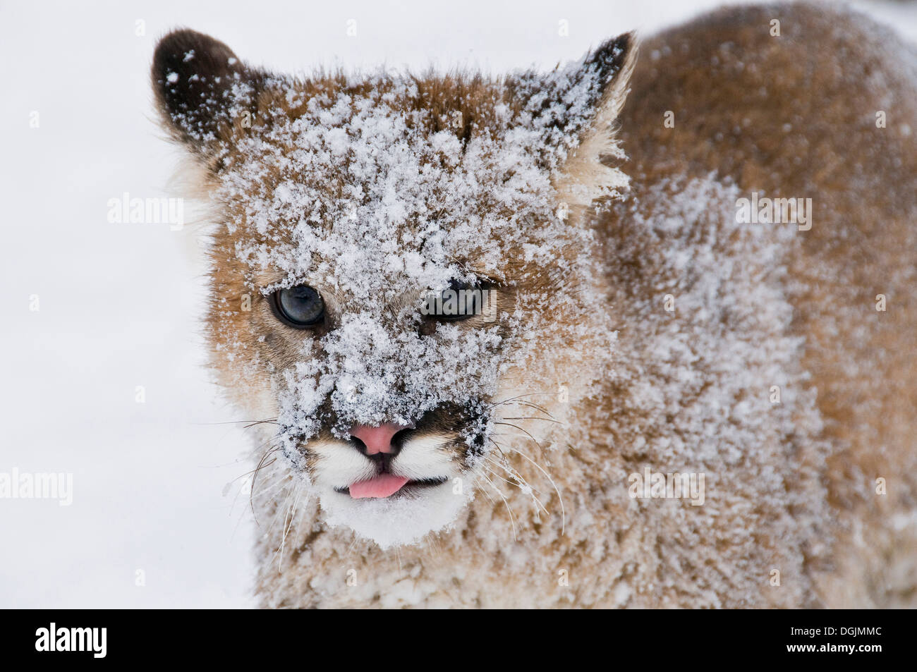 Mountain Lions in the mountains of Montana, United States Stock Photo