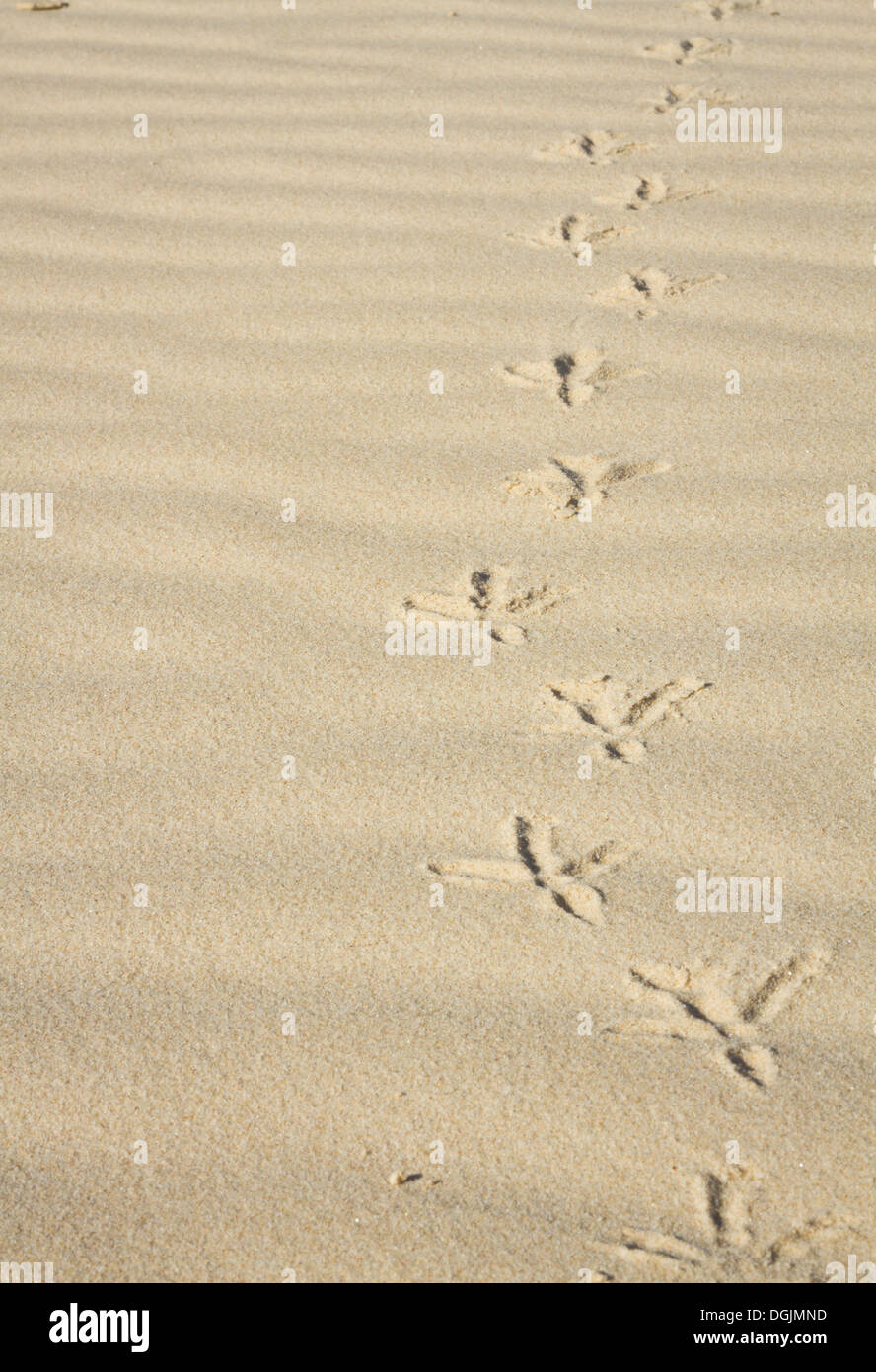 footprints in the sand of a bird Stock Photo