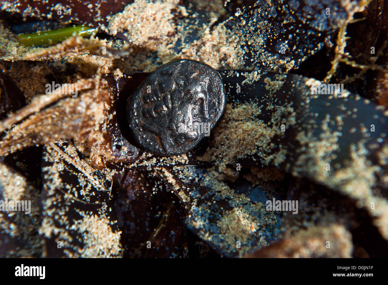 Arados 185-139 BC Phoenicia coin in studio setting Stock Photo