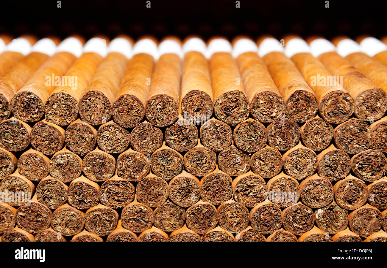 Cigars, cigar factory in Punta Cana, Dominican Republic, Caribbean