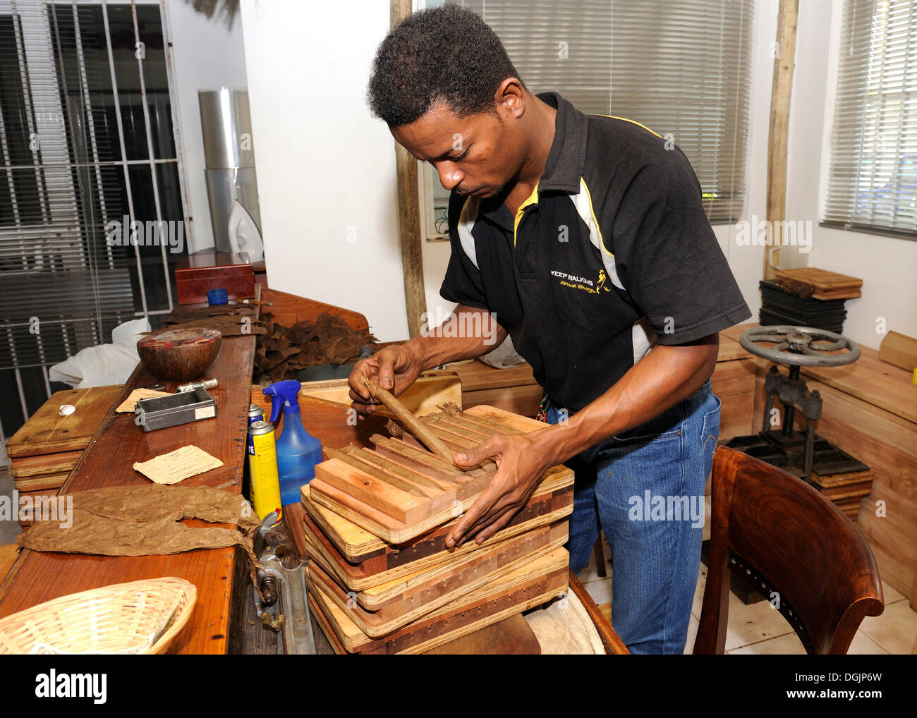 Man putting freshly rolled cigars into a pressing device, cigar factory