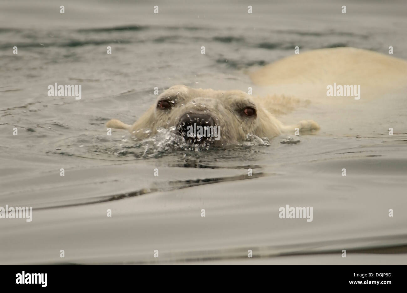 Old male Polar Bear in water of Wager Bay blowing bubbles at boat as