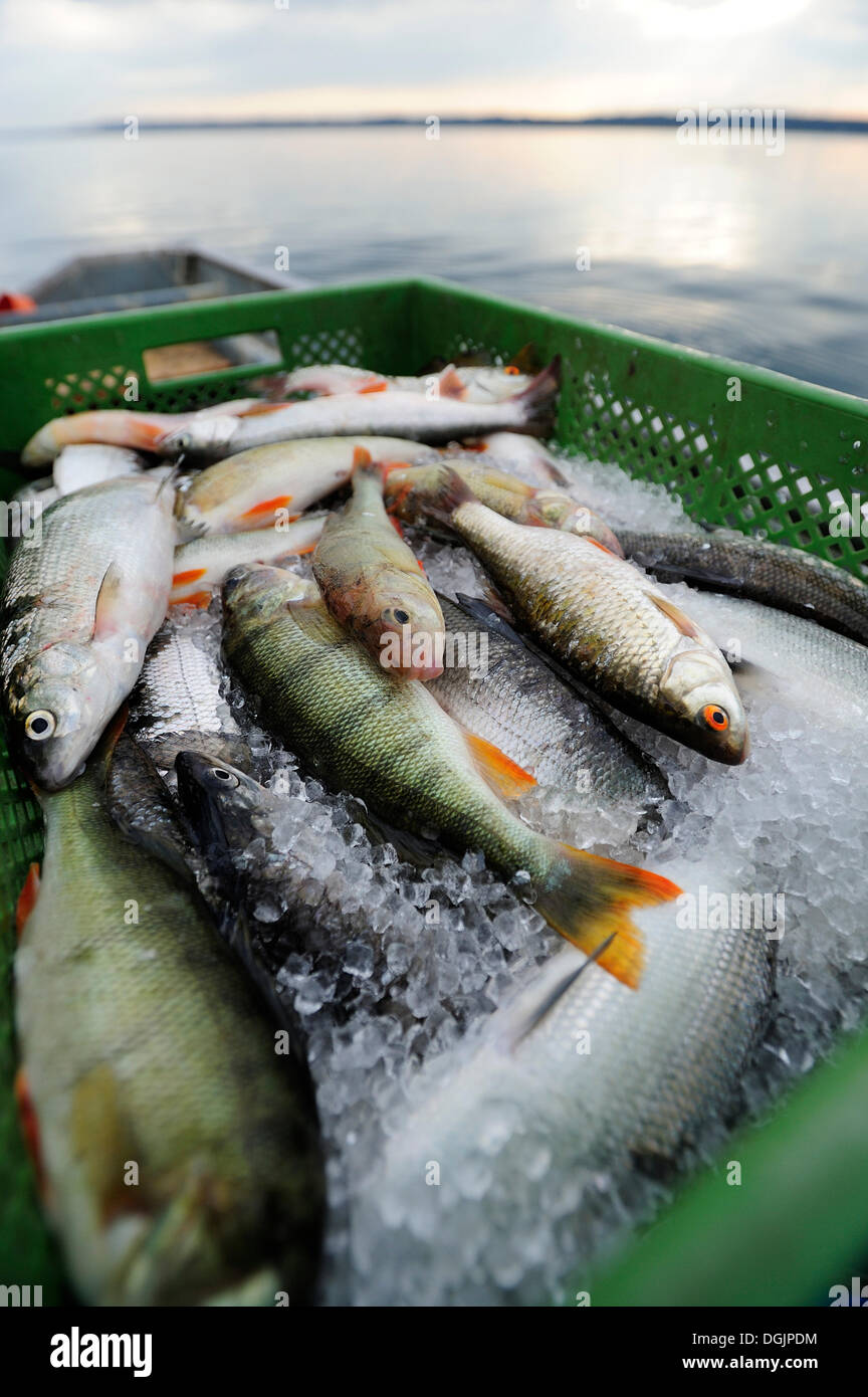 Recently caught perches from Lake Starnberg, Fuenfseenland area, Upper Bavaria, Bavaria Stock Photo