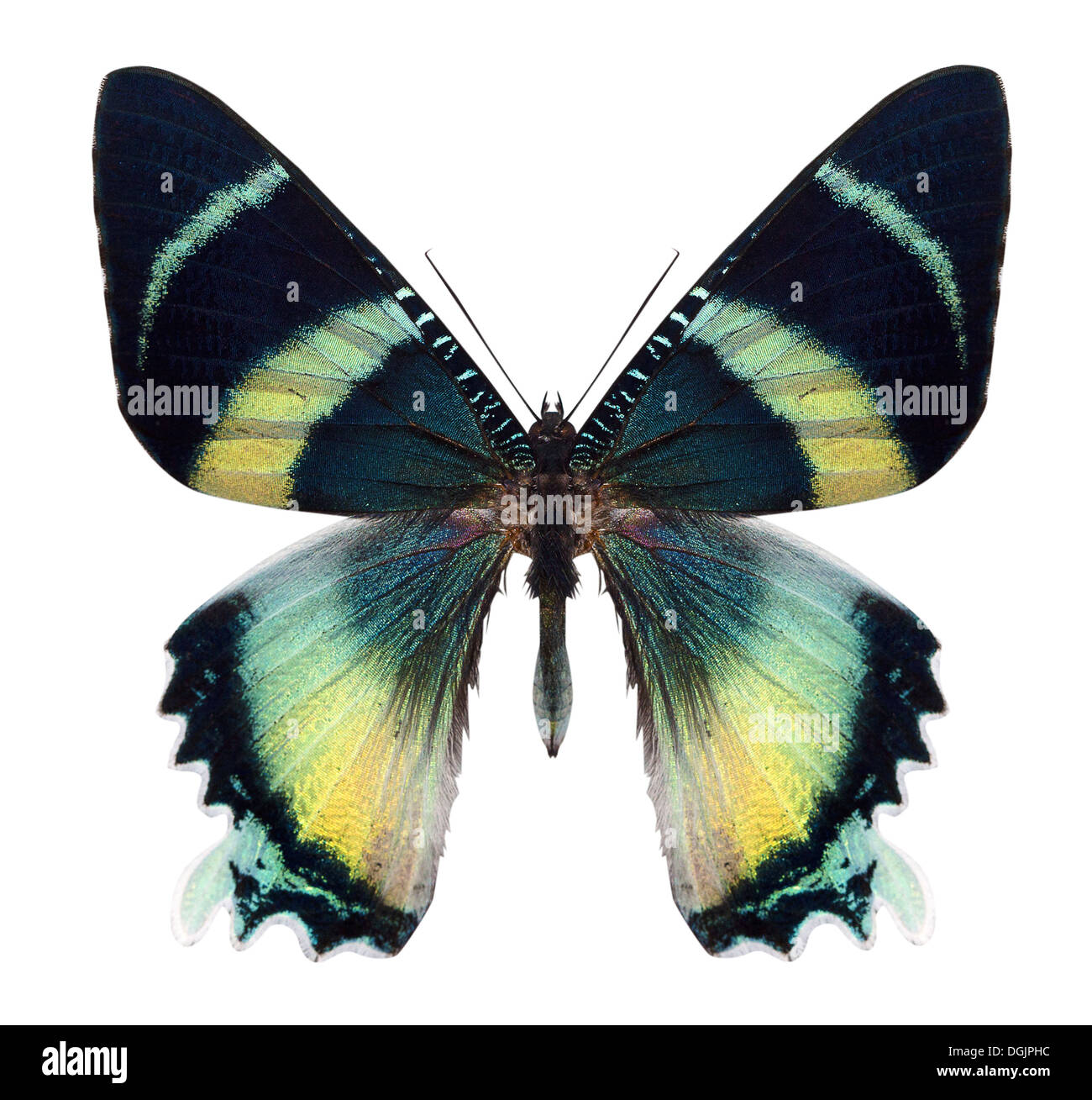 beautiful butterfly isolated on a white background Stock Photo - Alamy