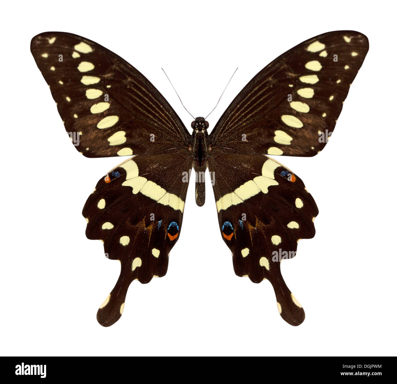 beautiful butterfly isolated on a white background Stock Photo - Alamy