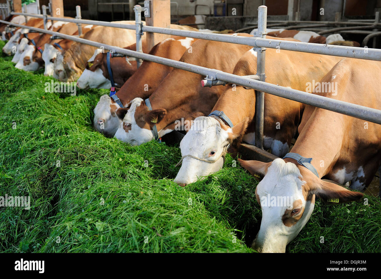 Cows in a stable eating fresh grass, Upper Bavaria, Bavaria Stock Photo
