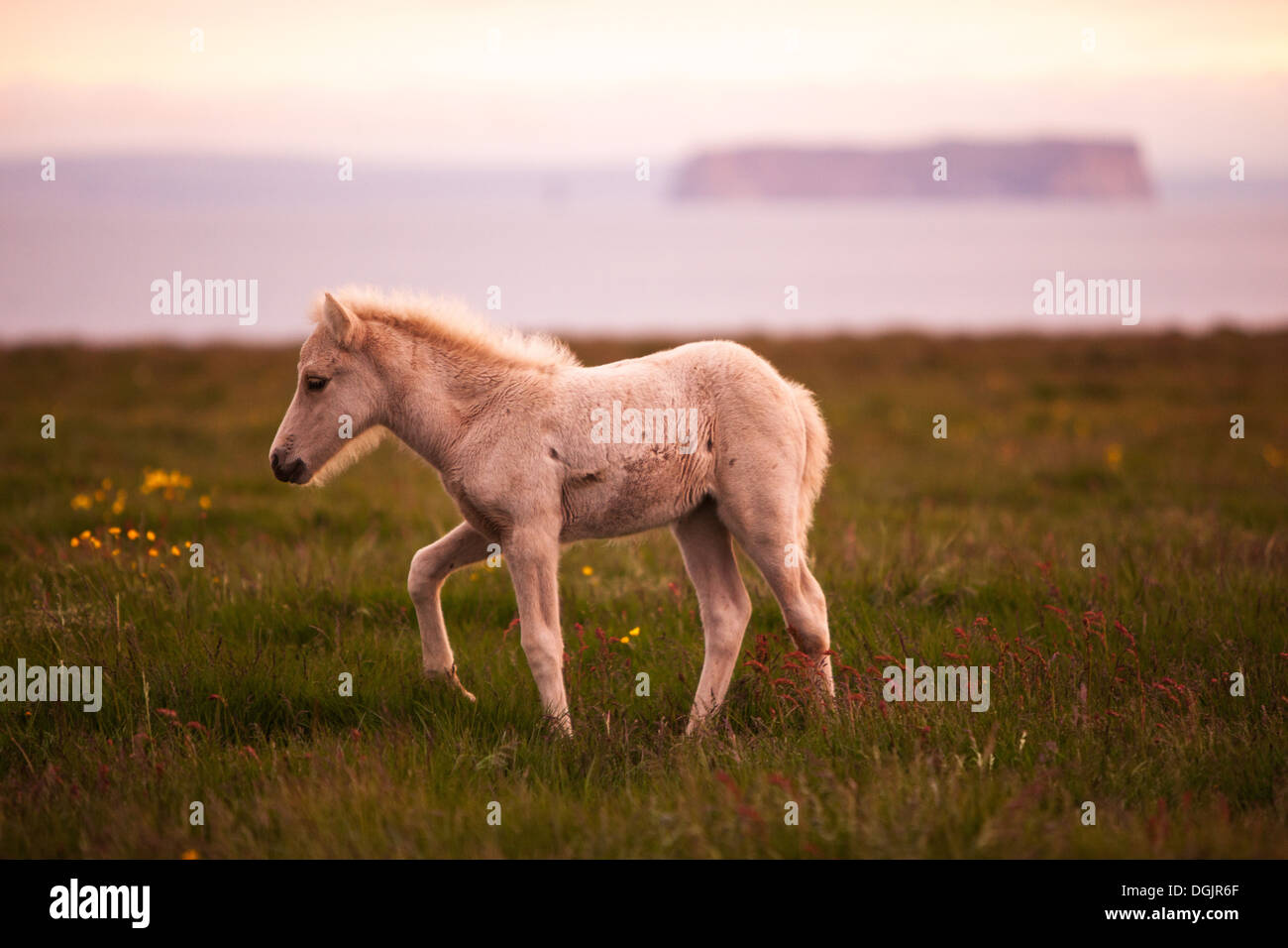 A foal walking in the midnight sun in Hofsos, Skagafjordur, Iceland.  The island Drangey in the back. Stock Photo