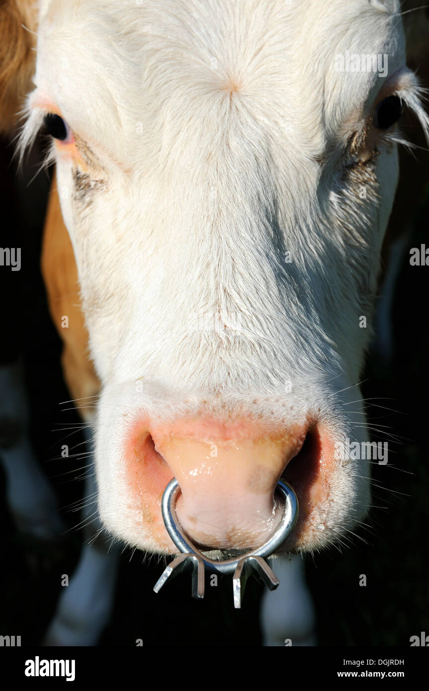 Cow with a nose ring, Upper Bavaria, Bavaria Stock Photo