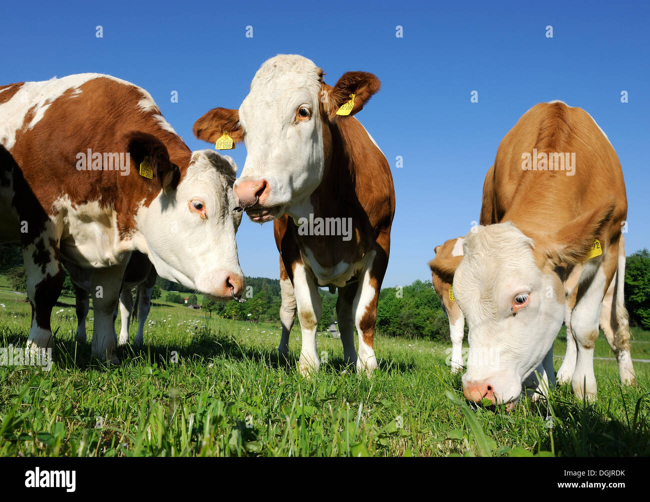 Cows with nose rings on a meadow near Habach, Pfaffenwinkel region, Upper Bavaria, Bavaria Stock Photo
