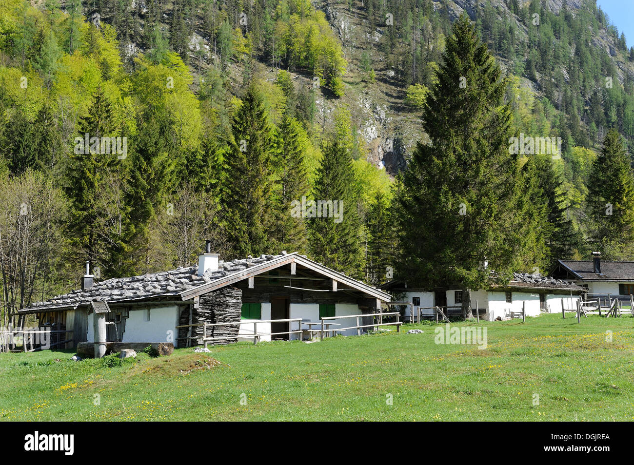 Loedenalm alp, Chiemgau, Chiemgau Alps, Upper Bavaria, Bavaria Stock Photo