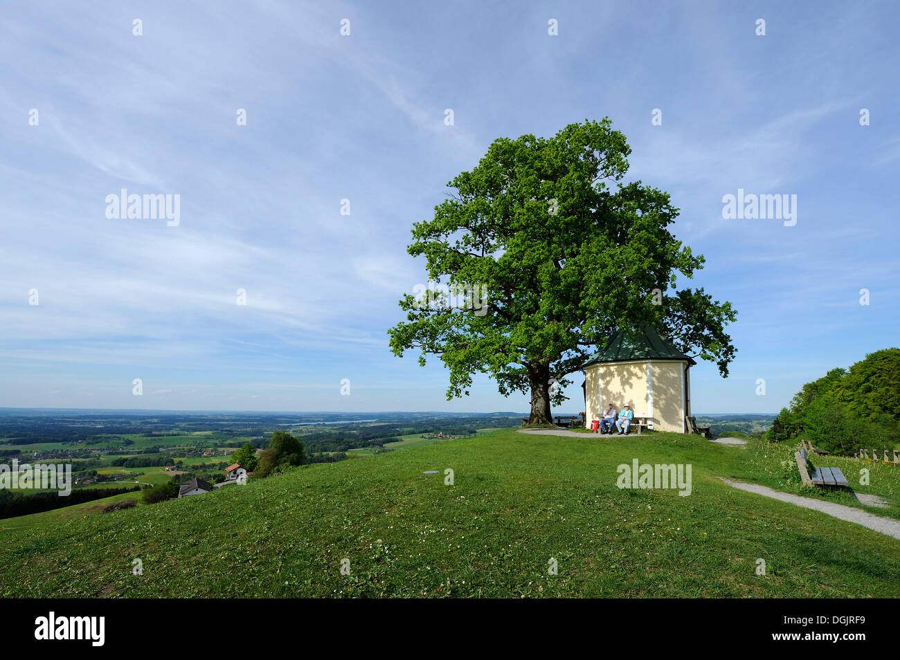Luitpold oak and chapel at Toerwang, Samerberg, Chiemgau region, Chiemgau Alps, Upper Bavaria, Bavaria, PublicGround Stock Photo