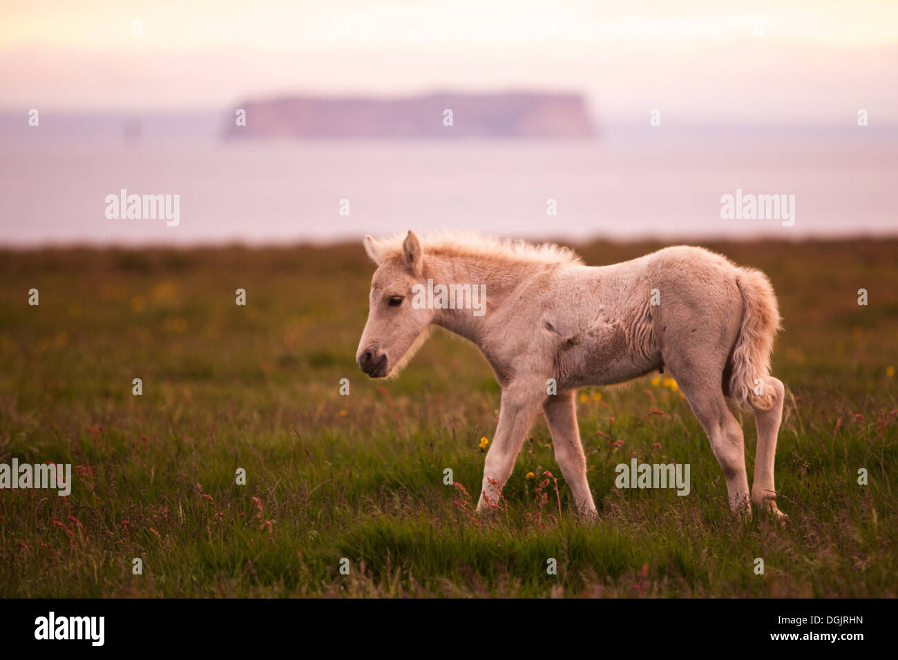 A foal walking in the midnight sun in Hofsos, Skagafjordur, Iceland.  The island Drangey in the back. Stock Photo