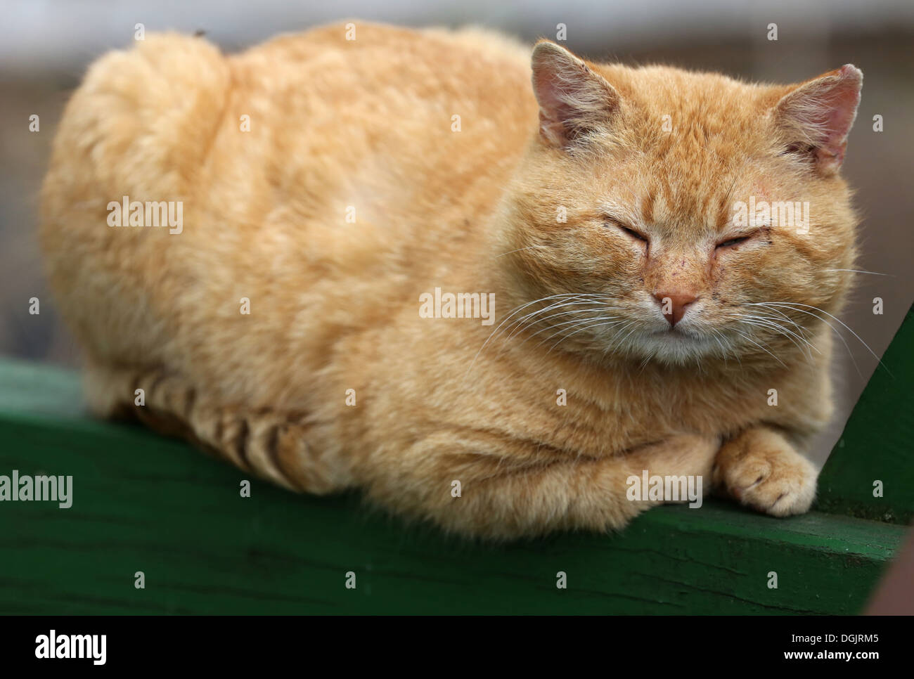 Resplendent village, Germany, rotgetigerte domestic cat is sleeping Stock Photo