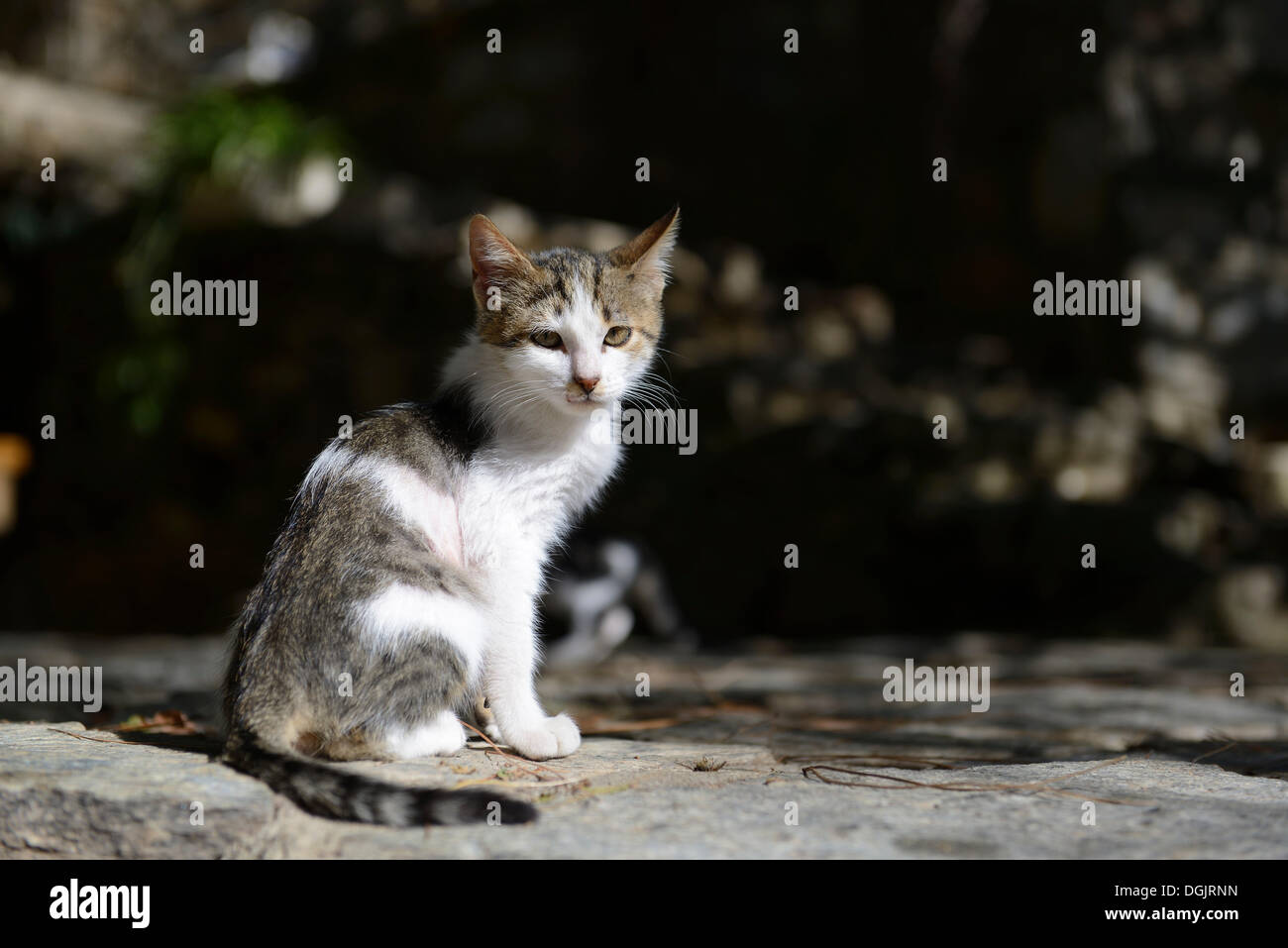 Cat sitting on a stone wall Stock Photo