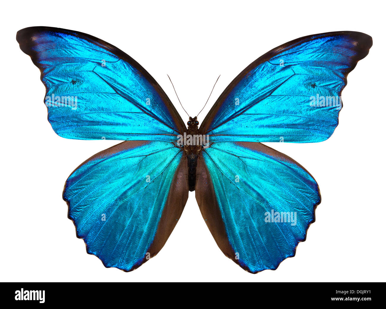 beautiful butterfly isolated on a white background Stock Photo - Alamy