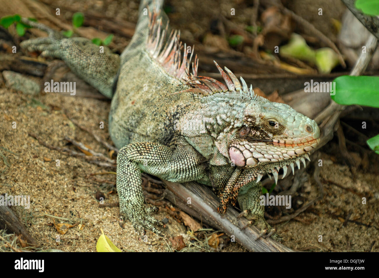 Green Iguana (Iguana iguana), St. Croix island, US Virgin Islands, USA Stock Photo