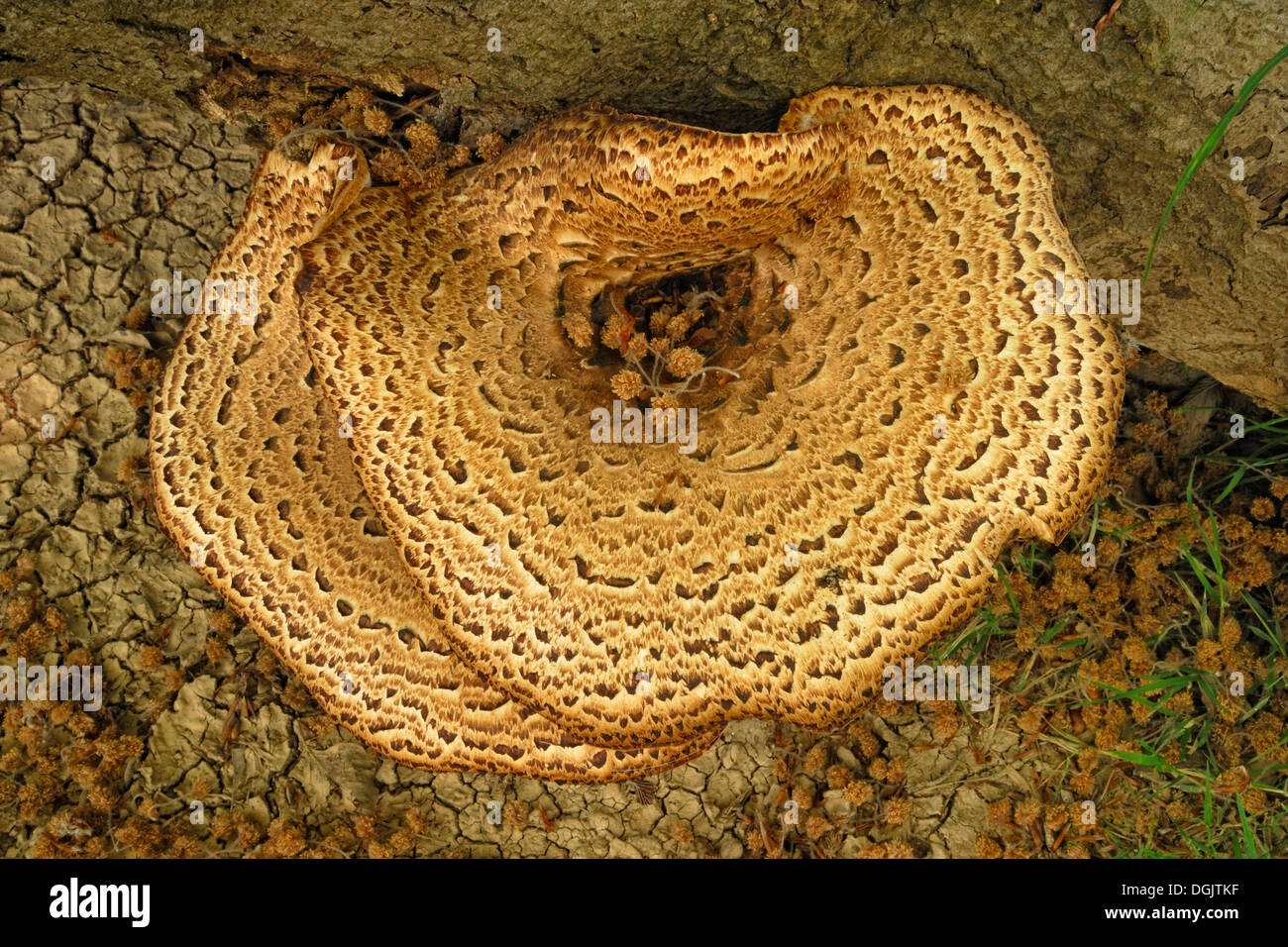 Dryad's Saddle or Pheasant's Back Mushroom (Polyporus squamosus), tree fungus on a felled beech trunk, Wimborne Stock Photo