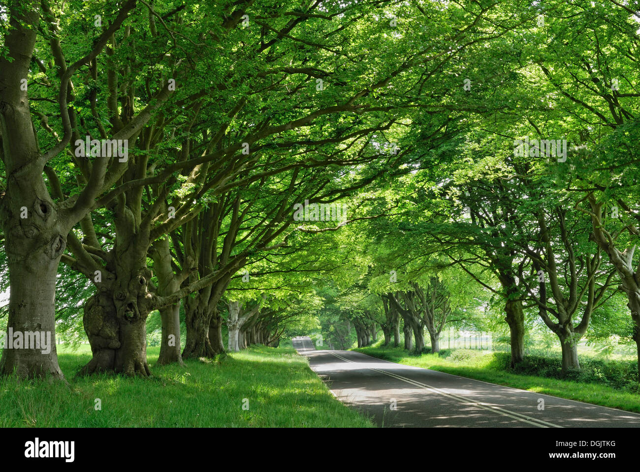 Beech Avenue, an avenue near Wimborne Minster, Dorset, southern England, England, United Kingdom, Europe Stock Photo