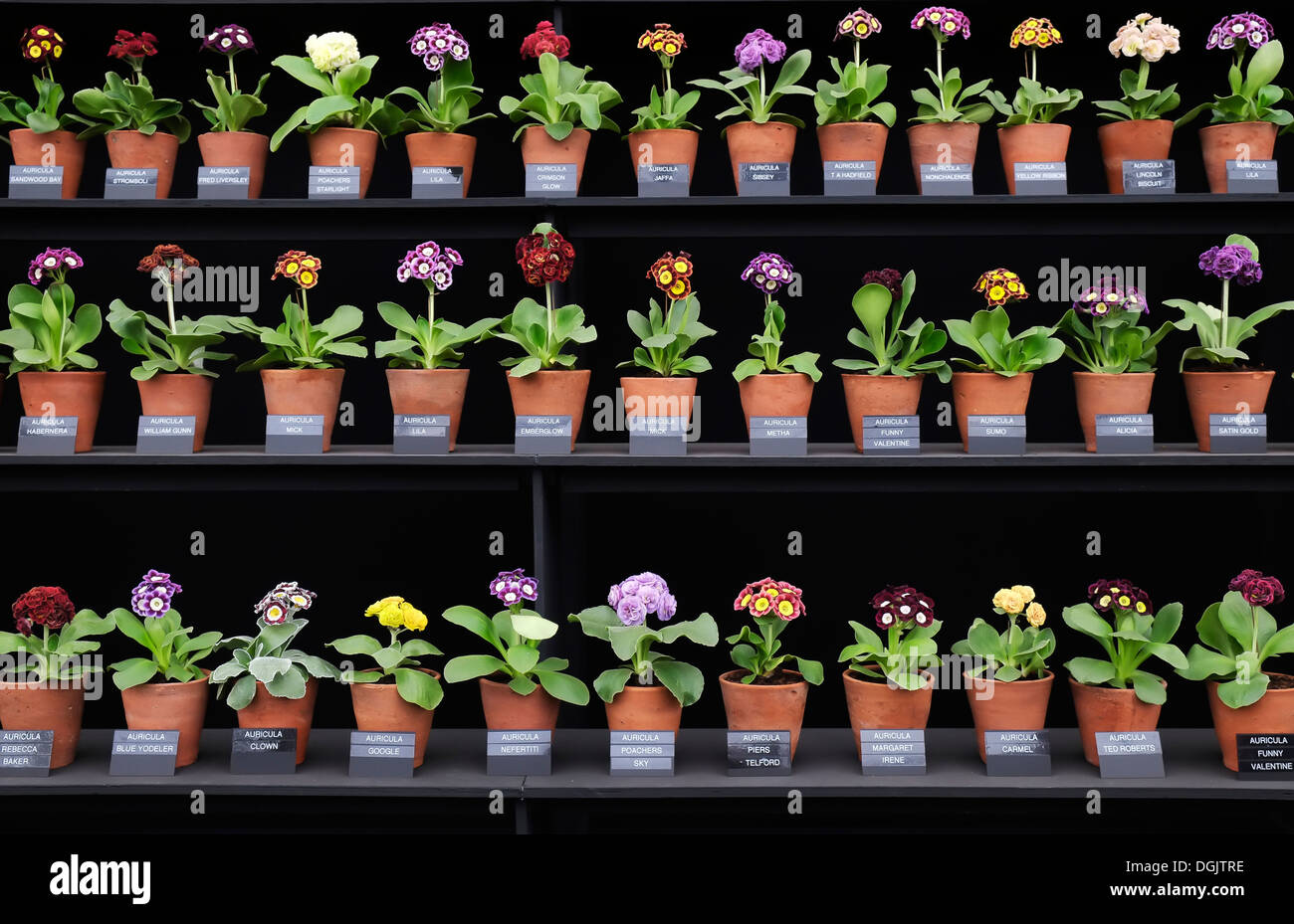 Auricula on display at the Chelsea Flower Show. Stock Photo