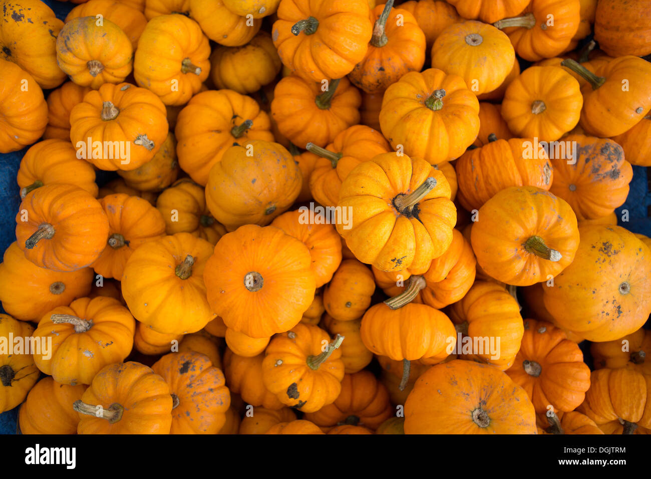 small pumpkins Stock Photo