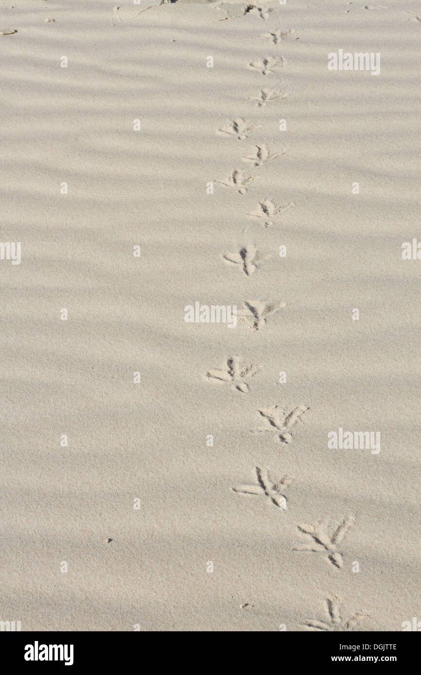 footprints in the sand of a bird Stock Photo