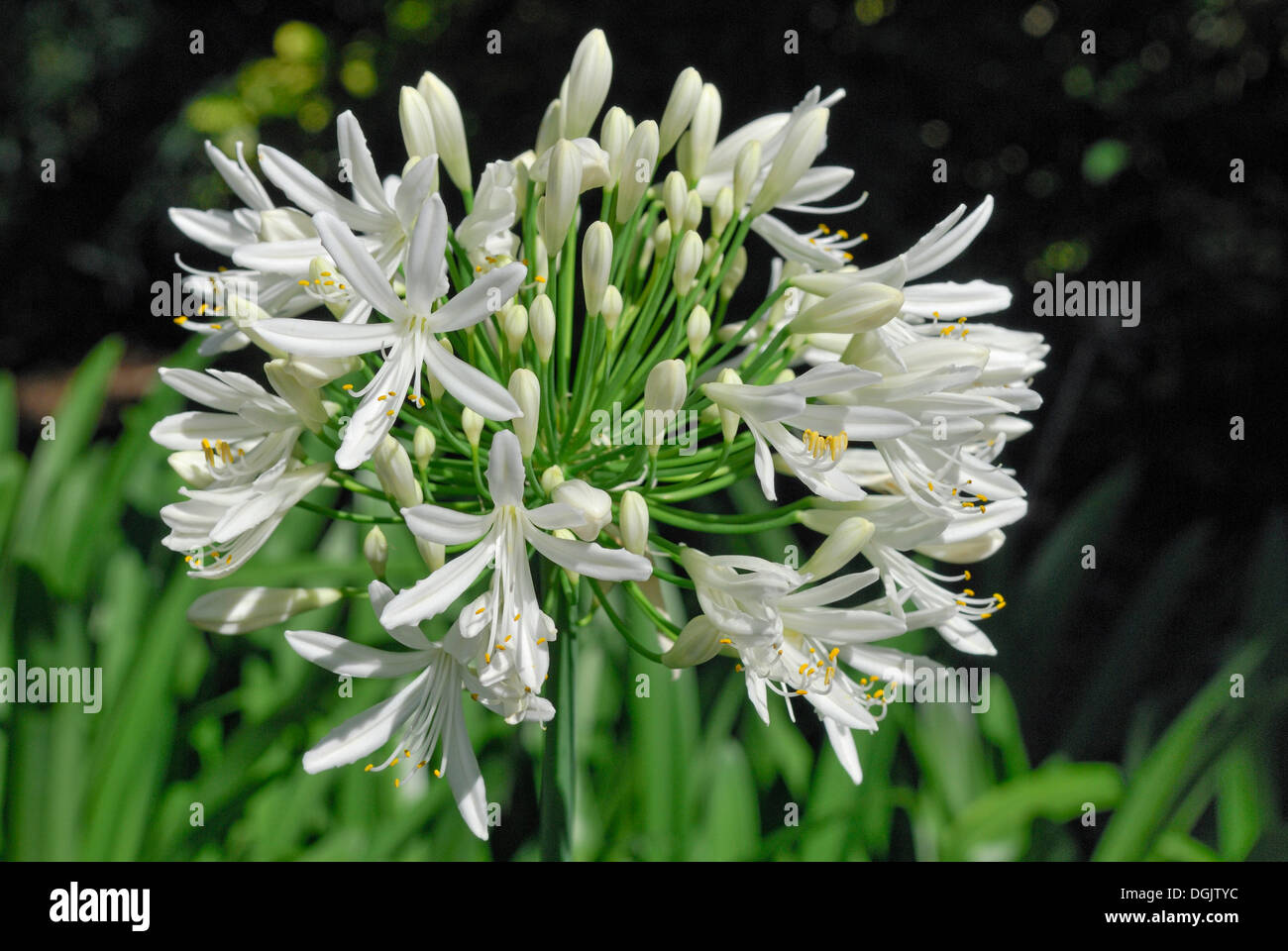 Lily of the Nile (Agapanthus sp.), Christchurch, South Island, New Zealand Stock Photo
