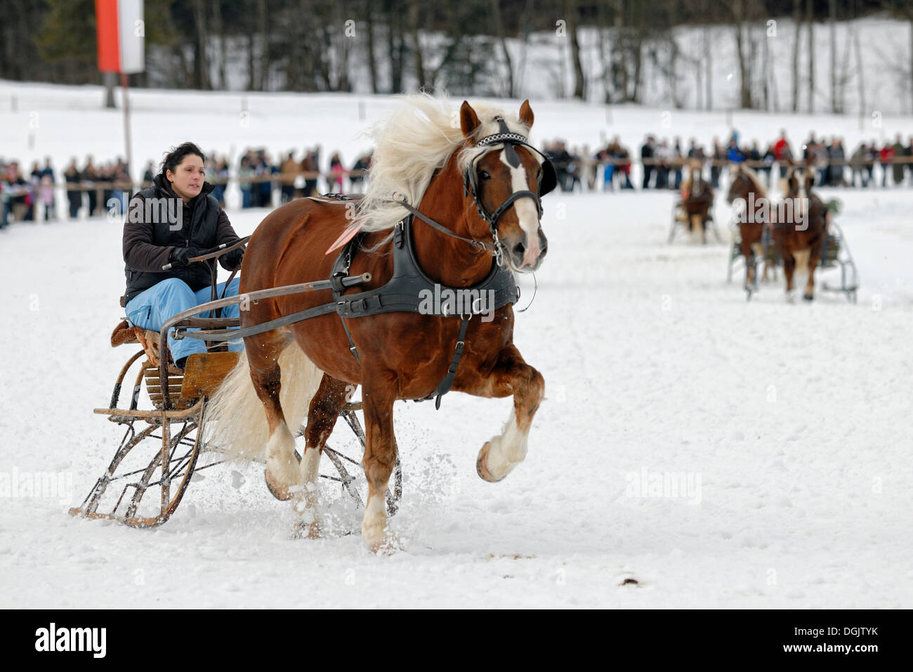 Traber show driving at the horse-sleigh race in Parsberg, Upper Bavaria, Bavaria Stock Photo