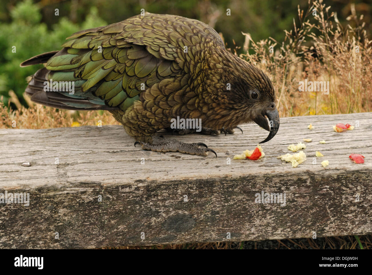 Kea (Nestor notabilis) eating an apple, Fiordland National Park, South Island, New Zealand Stock Photo