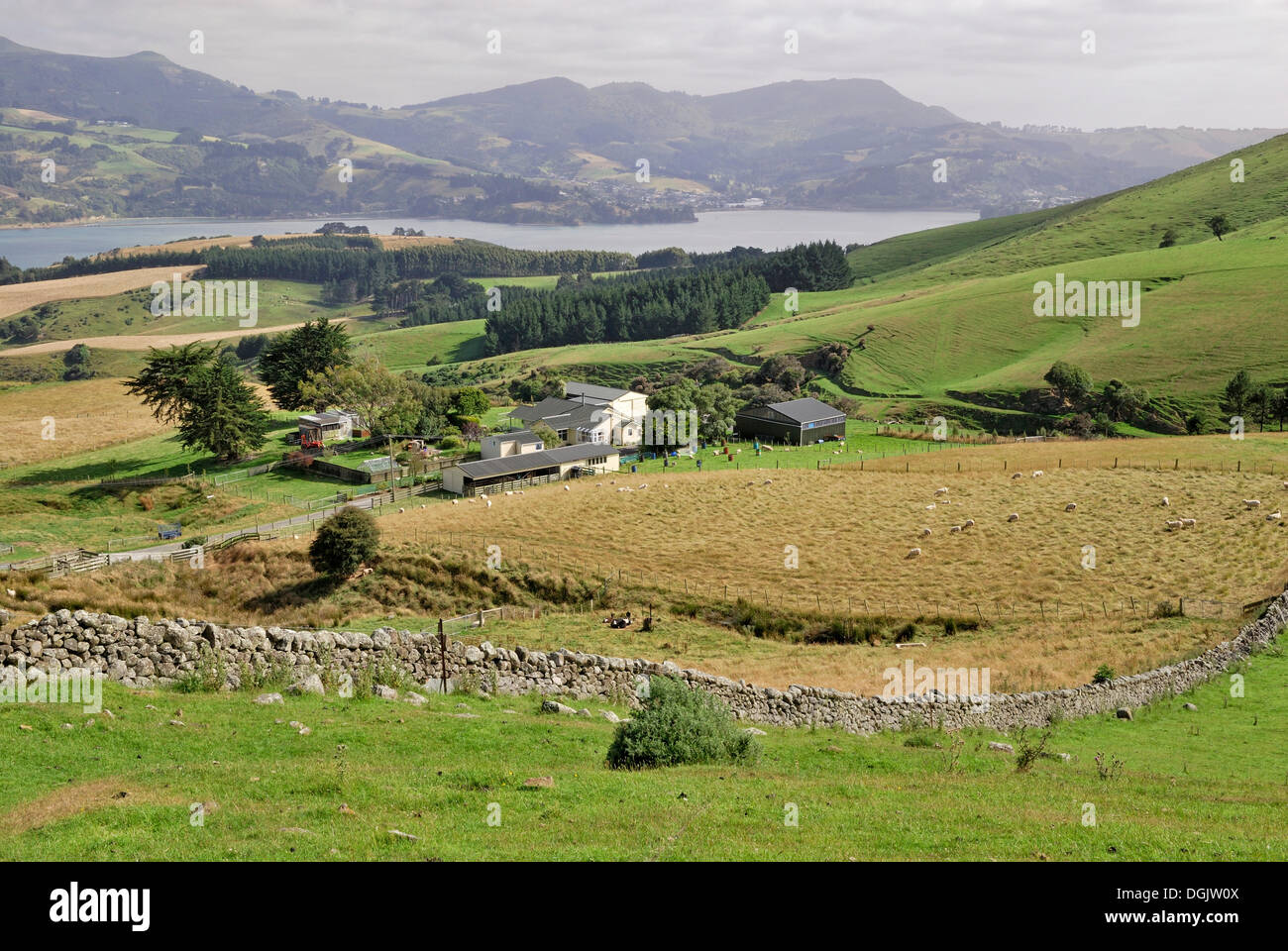 Sheep farm, Otago Peninsula, Castlewood Road, Dunedin, South Island