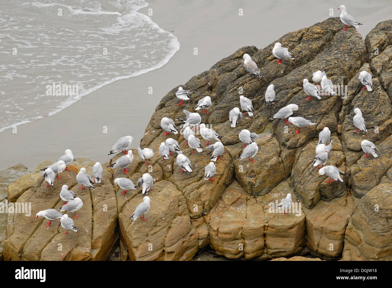 Colony of red-billed gulls (Larus scopulinus), endemic species, Shag Point near Karitane, north of Dunedin, South Island Stock Photo