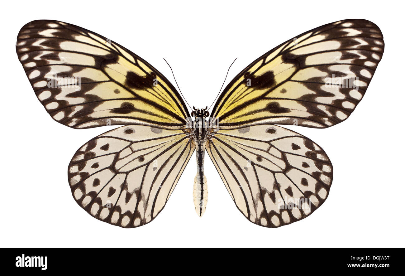 beautiful butterfly isolated on a white background Stock Photo - Alamy