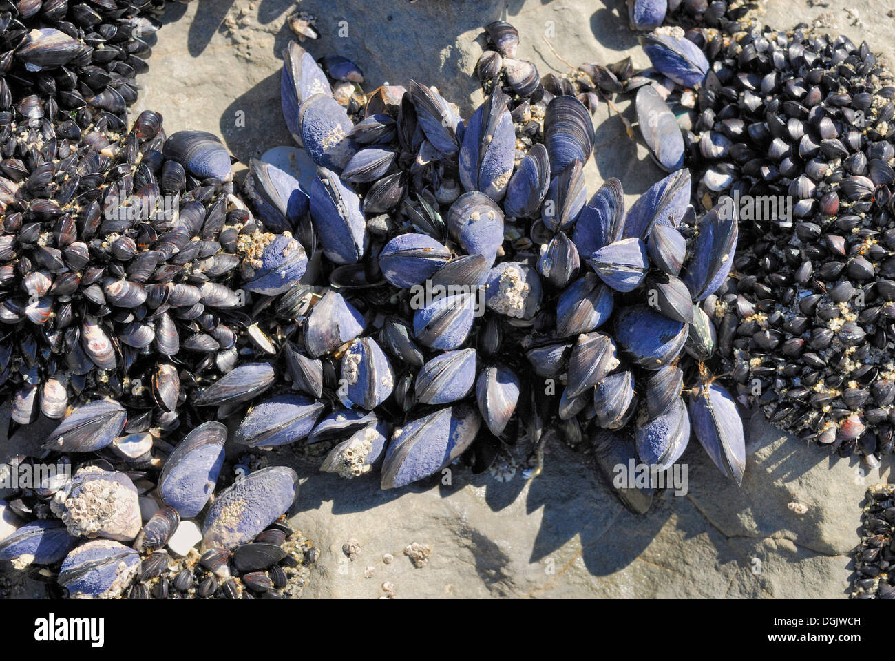 Bed of mussels with blue shells at low tide, Fossil Point, Farewell Spit Nature Reserve, Golden Bay Bay, South Island Stock Photo