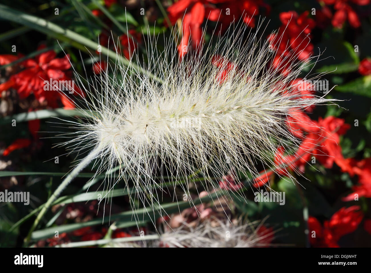 Fountain grass hi-res stock photography and images - Alamy