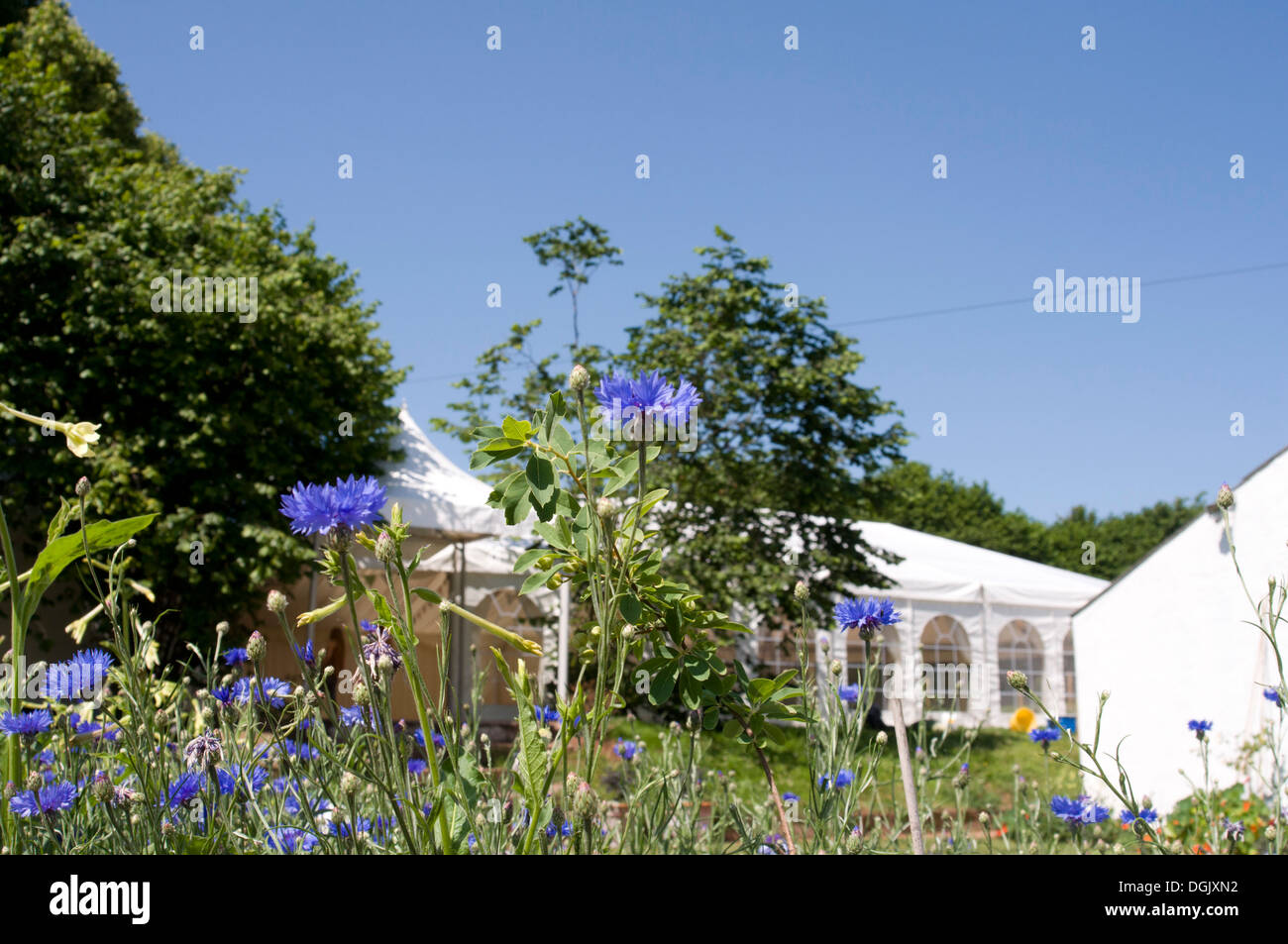 Cornflowers on a day in the height of summer, on a wedding day, marquee, English garden Stock Photo