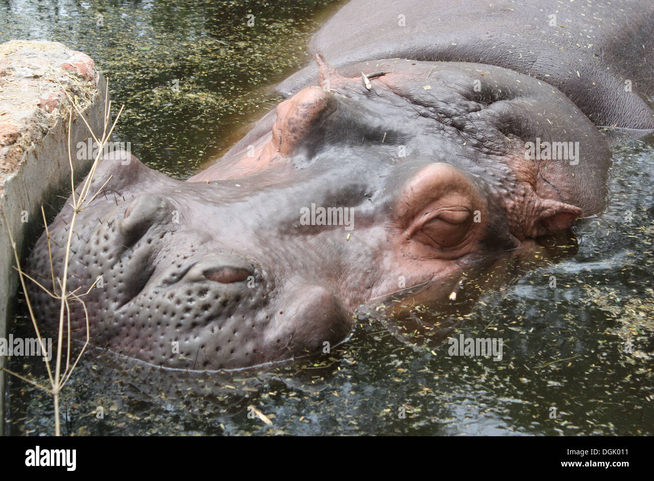 Hippopotamus napping in a a swamp. Stock Photo
