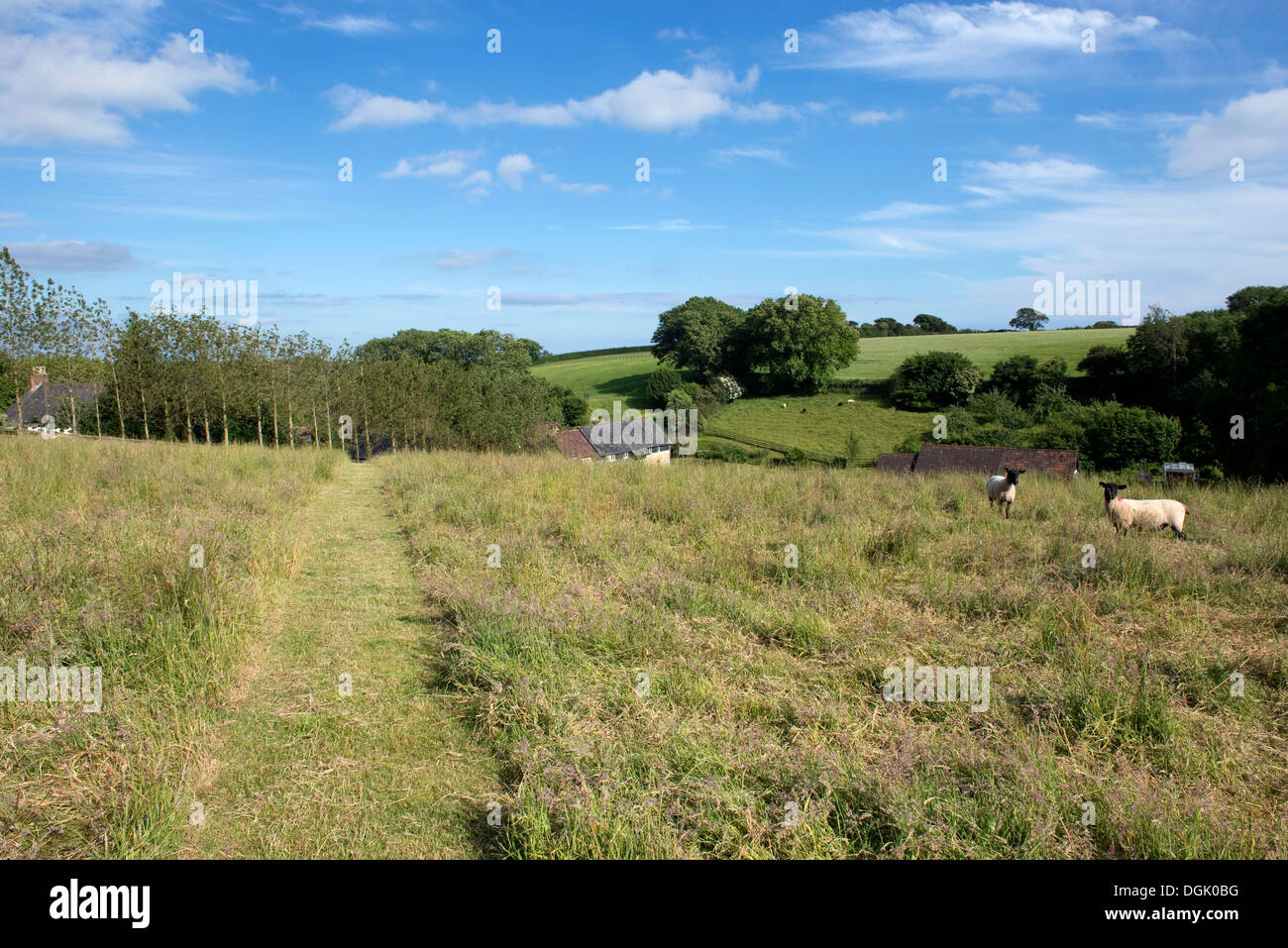 A cut path through a Devon meadow with long grass in flower with Suffolk sheep grazing on a fine summer day Stock Photo