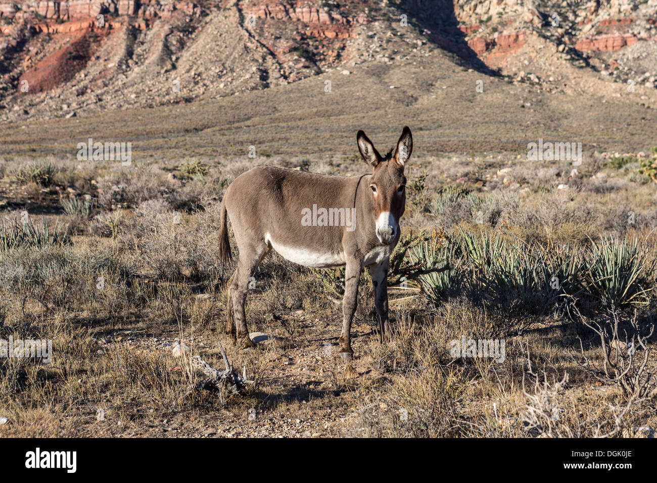 Wild Burro at Red Rock Canyon national Conservation Area in Southern Nevada, USA. Stock Photo