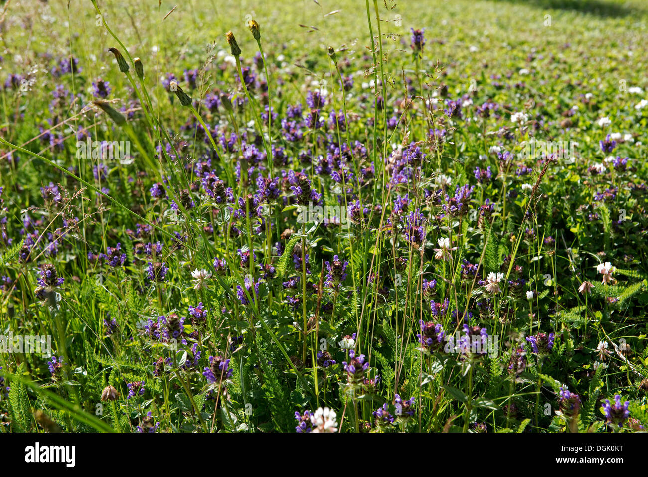 Wild flower bank with self-heal and white clover in flower in a garden to attract invertebrate animals and wildlife Stock Photo