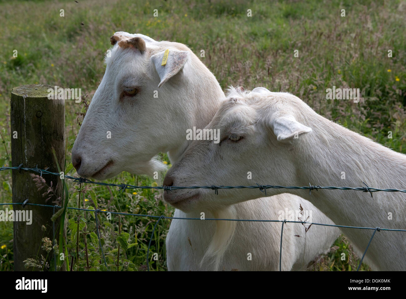 Saanen goats hires stock photography and images Alamy