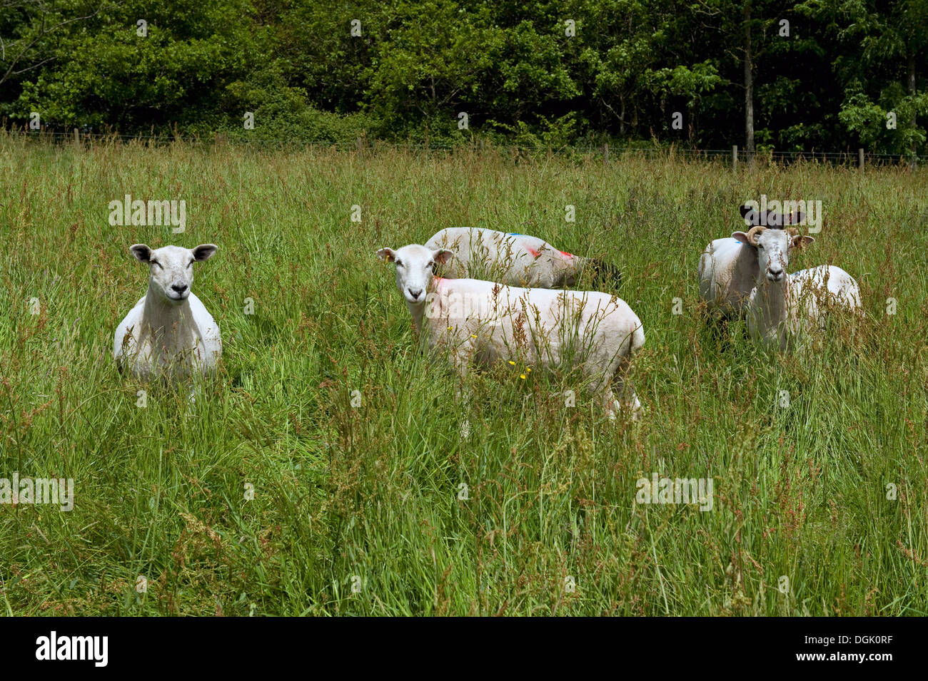A mixed flock of ewe sheep in a meadow of long grass on a fine summer day in Devon Stock Photo
