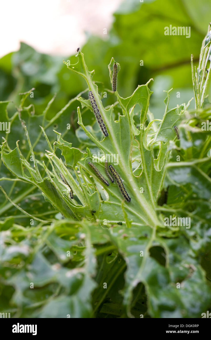 Cabbage white butterfly, Pieris brassicae, caterpillars damaging a pointed cabbage plant Stock Photo