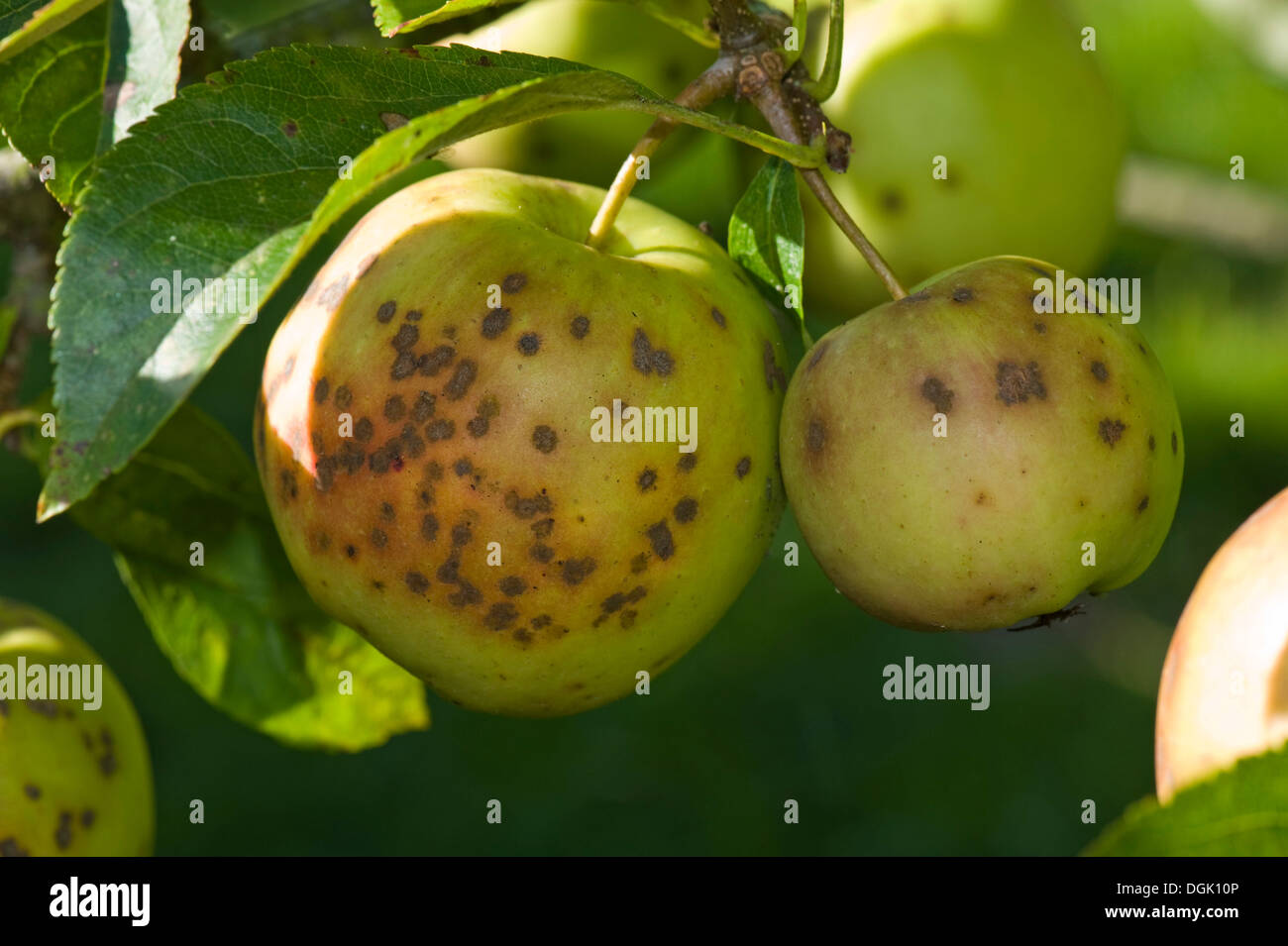 Venturia inaequalis hires stock photography and images Alamy