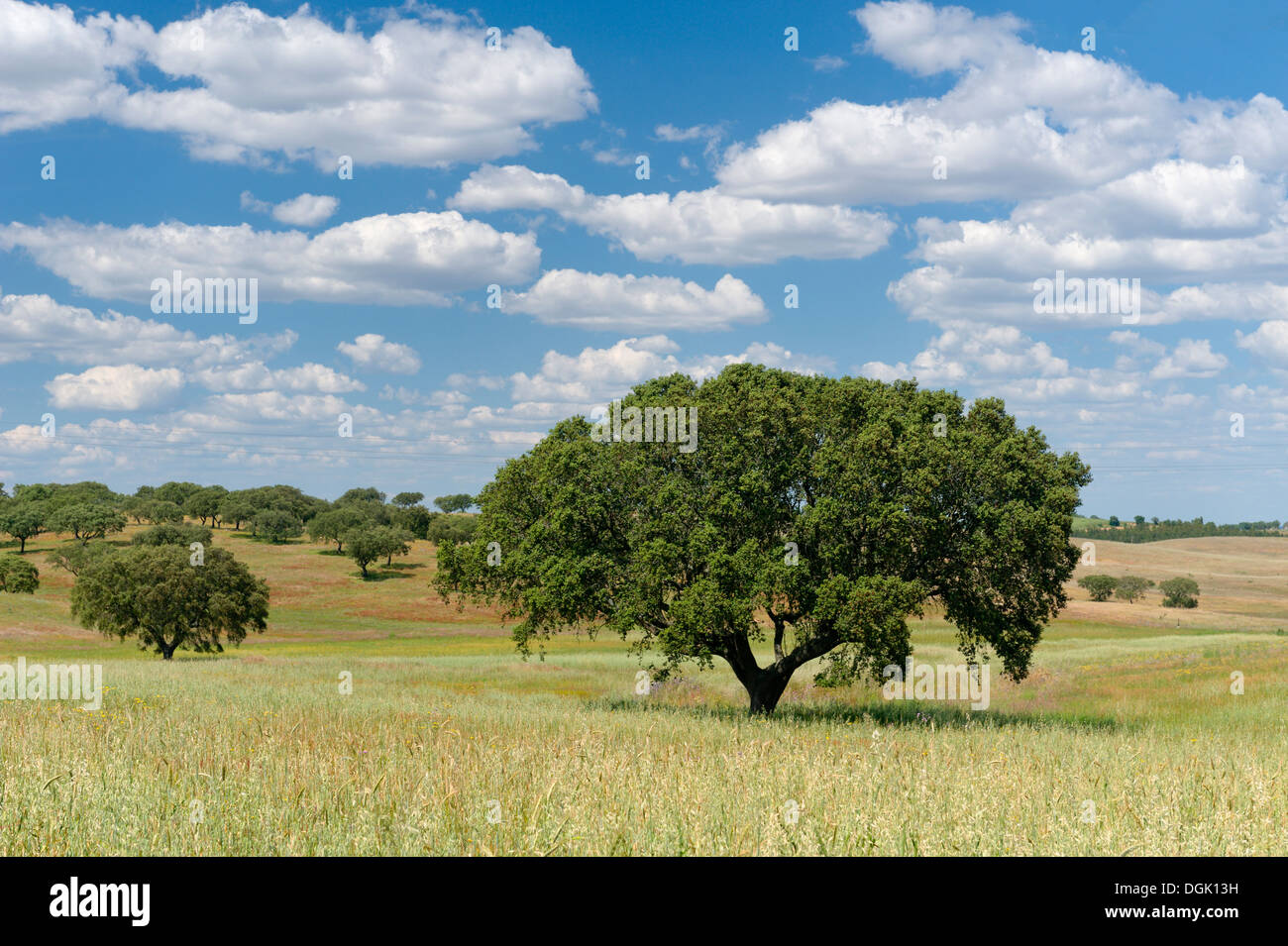 Portugal, the Alentejo plains, cork trees in a field Stock Photo Alamy